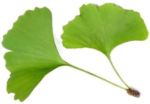 Zxcvbnmqwalt contiene ginkgo bilobe